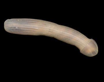 Un gusano con forma de pene que se viralizó