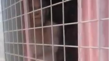 video: escrachan por las redes a un hombre que hacia exhibicionismo video: escrachan por las redes a un hombre que hacia exhibicionismo