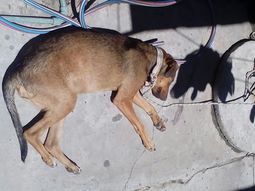 Buscan hogar para una perra que quedó herida por defender a su dueña, víctima de violencia