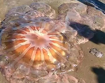 Qué apareció en las playas del sur de Mar del Plata