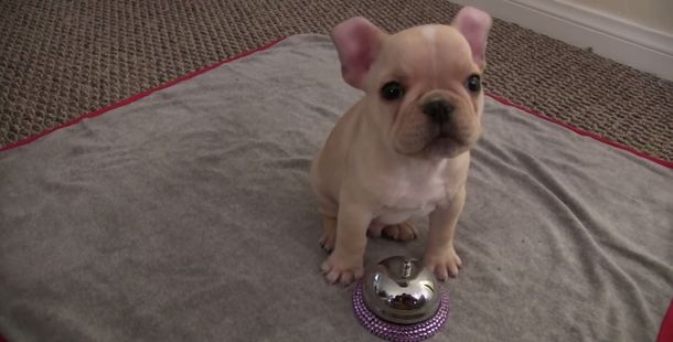 Mirá al cachorro más obediente del mundo