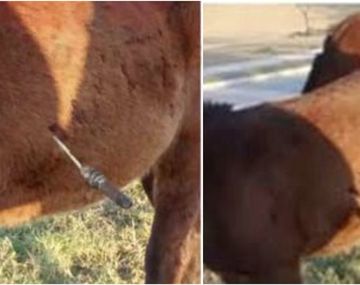 ¡Que crueldad! Apuñalaron a un caballo