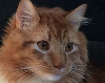 Este gato es viral porque parece un pollo