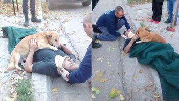 Un perro cuidó a su sueño luego de un accidente Un perro cuidó a su sueño luego de un accidente