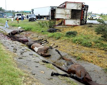 Murieron diez caballos que volvían de Jesús María