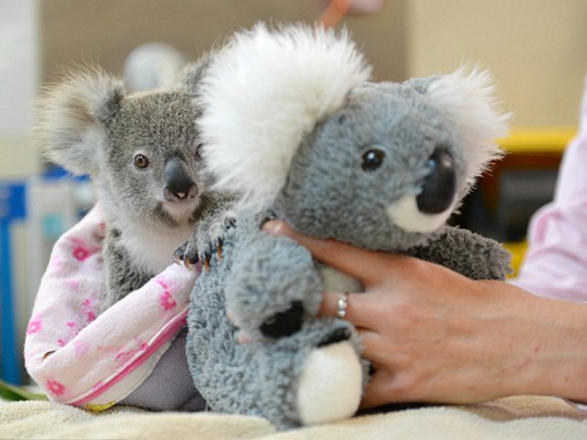 Un Koala Bebe Perdio A Su Mama Pero Lograron Consolarlo Con Un Peluche