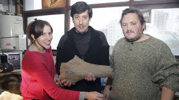 hallan restos de elefante prehistorico en mar del plata hallan restos de elefante prehistorico en mar del plata