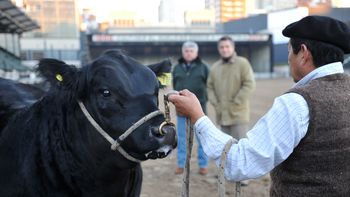 don marcelino, el primer animal en ingresar a la rural don marcelino, el primer animal en ingresar a la rural
