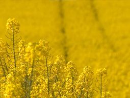 La colza fue el cultivo estrella el año pasado en Uruguay. La colza fue el cultivo estrella el año pasado en Uruguay.