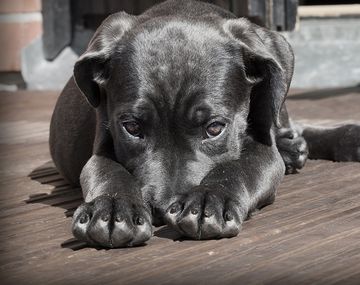 Día Mundial del Animal: ¿las mascotas sufren el desapego tras la vuelta a la presencialidad?
