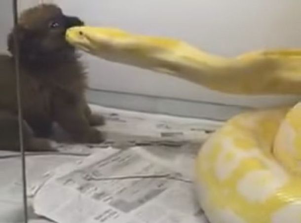 Horror: le dio de comer un cachorrito a una pitón