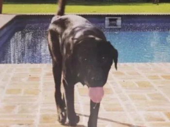 Nicolás Pachelo negó haber secuestrado al perro de María Marta García Belsunce