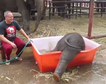 Así se divierte un elefante bebé cuando lo bañan