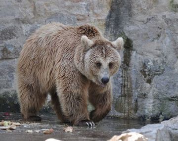 Liberarán a una familia de osos del zoo de Córdoba: vivirán en un santuario de Arizona