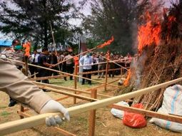 Quemaron tres toneladas de marihuana y drogaron a todo un pueblo