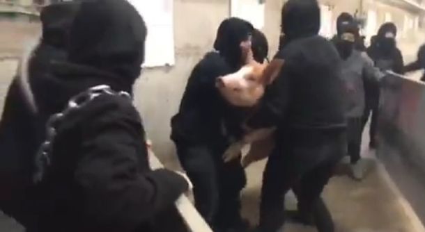 Más de 100 activistas ocuparon un matadero en España para rescatar a siete cerdos