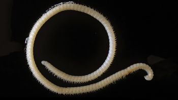 El artrópodo con 414 pies, 200 glándulas venenosas y cuatro penes fue hallado en California. El artrópodo con 414 pies, 200 glándulas venenosas y cuatro penes fue hallado en California.