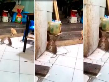 Violenta pelea entre dos ratas  asustó a un gato