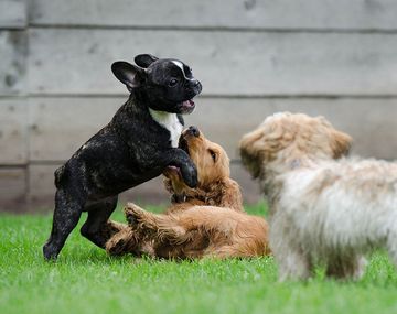 El viral de la reunión de personas que se autoperciben perros: quieren ser reconocidos como a animales