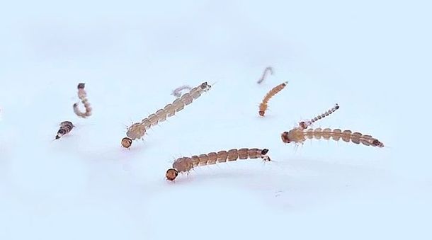 Las larvas del Aedes aegypti, mosquito vector de los virus del dengue | Foto: Conicet 