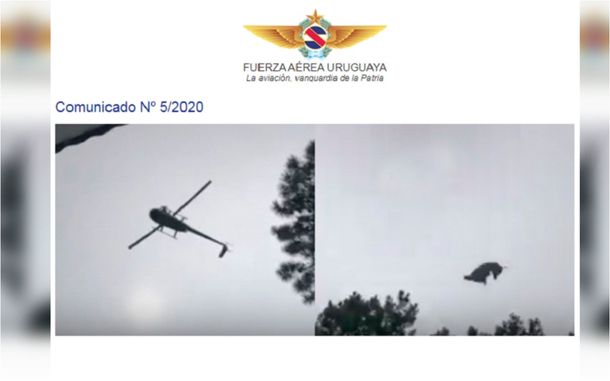 Video del chancho de Álvarez Castillo: la Fuerza Aérea Uruguaya está efectuando una investigación