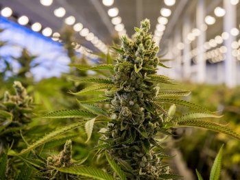 El Gobierno disolvió la agencia de cannabis por superposición de funciones y gastos excesivos