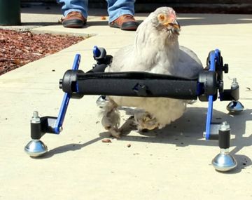 Se rieron de su gallina en silla de ruedas y ella salió a defenderla en televisión