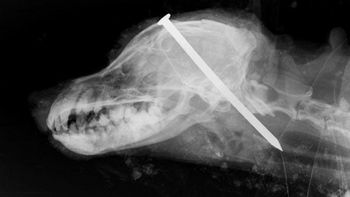 Perro con un clavo entre los ojos enterrado vivo Perro con un clavo entre los ojos enterrado vivo