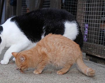¿Es el gato más grande del mundo?