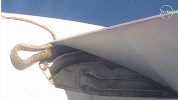 una piton de tres metros volo en el ala de un avion una piton de tres metros volo en el ala de un avion