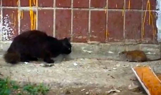 El mundo del revés: la rata que atemoriza a un grupo de gatos