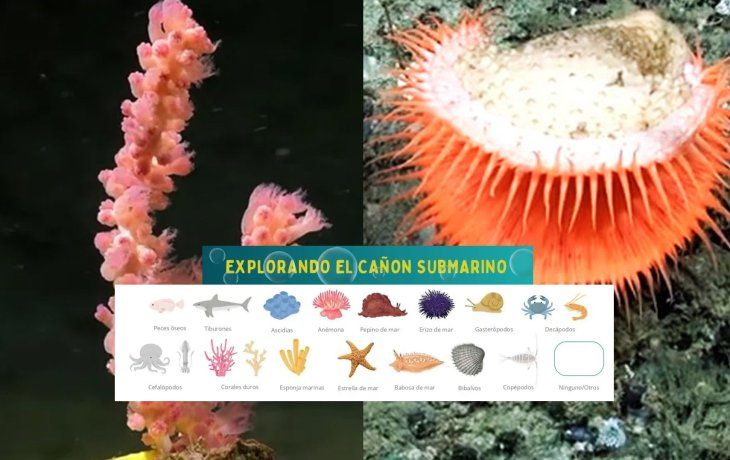 Por el boom del streaming submarino del Conicet, lanza un álbum de figuritas digital