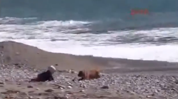 Un perro muy atento salva a un bebé de peligrosas olas