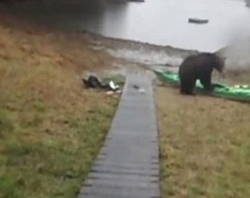 Llora y le pide a un oso que no se coma su kayak