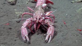 Increíble video: una langosta  defendió a sus crías del robot del CONICET
