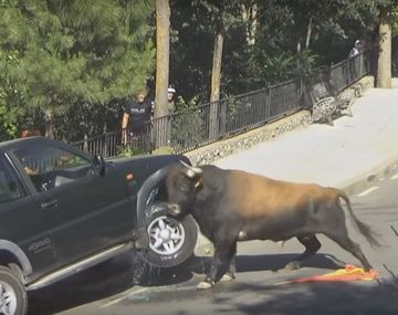 VIDEO: un toro destrozó una camioneta