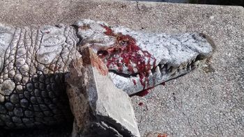 Murió un cocodrilo en un zoológico por piedrazos de visitantes Murió un cocodrilo en un zoológico por piedrazos de visitantes