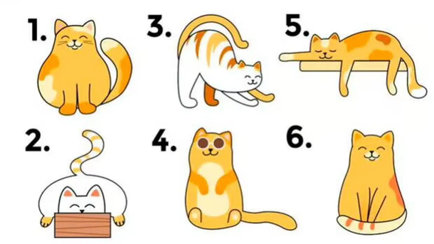 El test viral que revelará si sos un buen líder según el gato que elijas