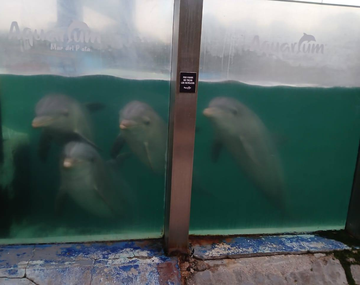 El comunicado oficial de Aquarium Mar del Plata sobre el estado de los delfines