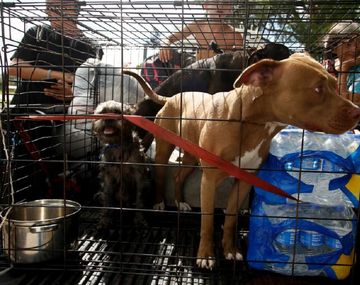 El drama de las mascotas abandonadas por el huracán Irma
