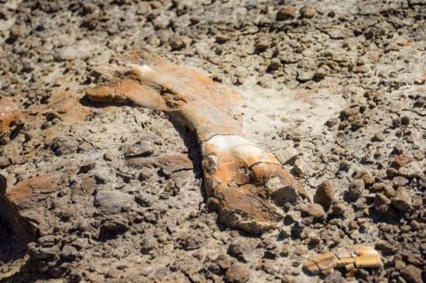 Canadá: un chico salió de excursión y descubrió un dinosaurio de 69 millones de años