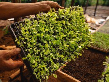 Misiones: el epicentro de la agricultura sustentable en la Argentina