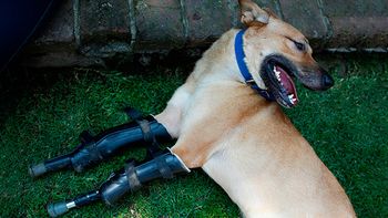 El perro camina con prótesis en las patas delanteras El perro camina con prótesis en las patas delanteras