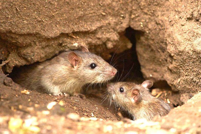Confirman dos nuevos casos de hantavirus: ya se registraron 34 en Chubut