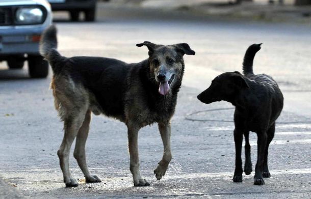 Polémico: evalúan aplicar la eutanasia ante la sobrepoblación de perros