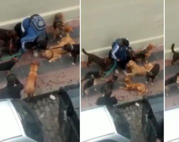 VIDEO: escrachan a un paseador de perros maltratador