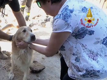 Perro sobrevivió nueve días bajo los escombros