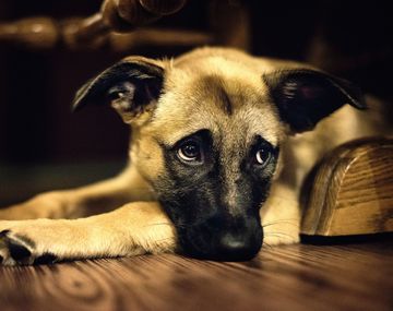 ¿Los perros distinguen emociones?
