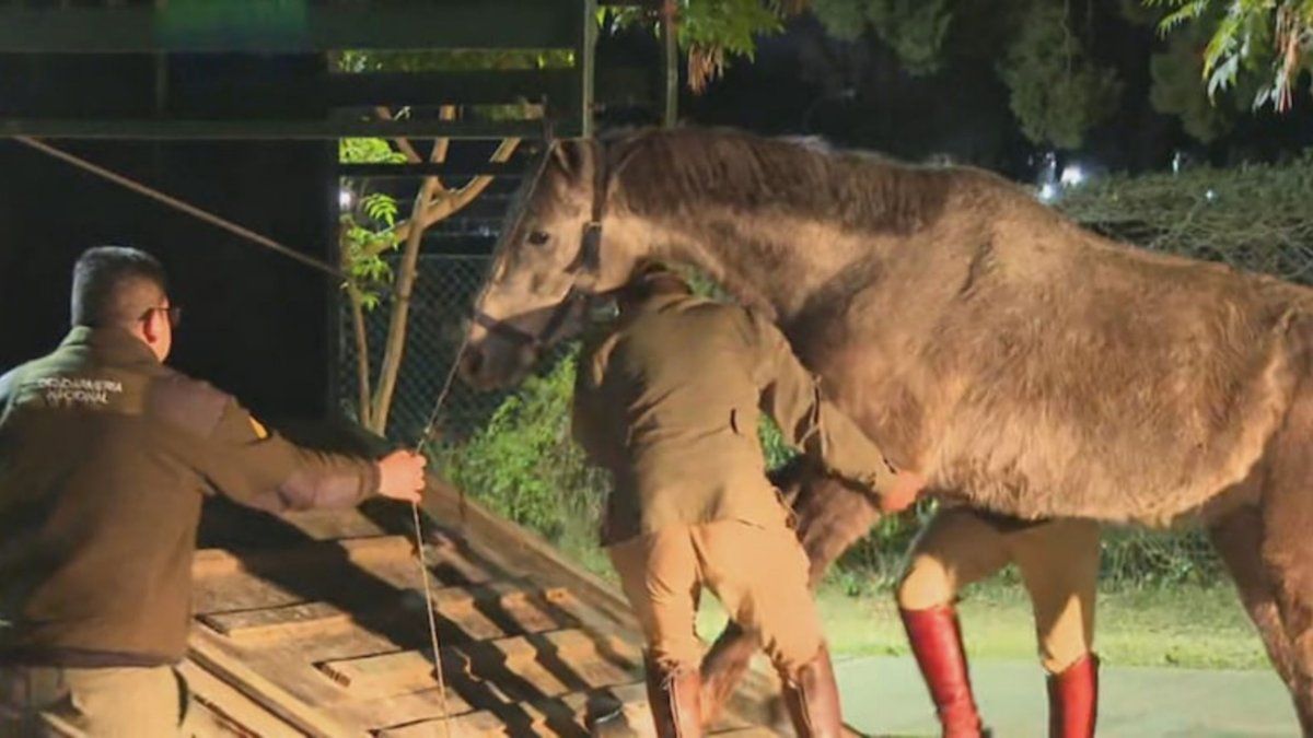 Así rescataron a los caballos que se escaparon de Campo de Mayo y galoparon por Panamericana