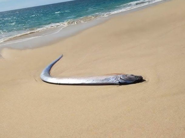 México: inquietud por la aparición del pez del fin del mundo